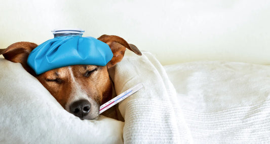 Sick dog lying down with a blanket, cold compress and thermometer on its mouth reposted by Pixel Pounce