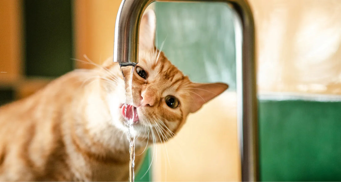 No More Mess: The Best Spill-Proof Water Bowl for Cats